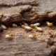 Termite control service company in dammam